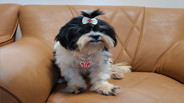 PF_Abomination_Cães_01jpg.jpg